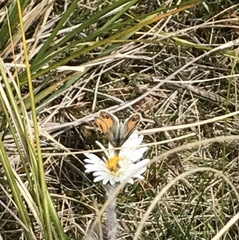 Argyrophenga antipodum