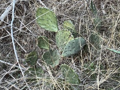 Cactaceae