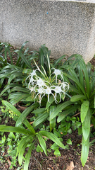Hymenocallis