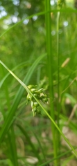 Carex michelii