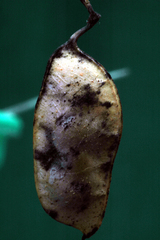 Vicia villosa