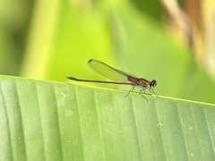 Hetaerina cruentata