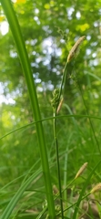 Carex michelii