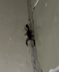 Centruroides edwardsii