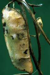 Vicia villosa