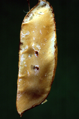 Vicia villosa