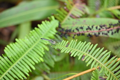 Diplacodes nebulosa