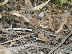 Drysdalia coronoides
