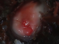 Cnemidocarpa finmarkiensis