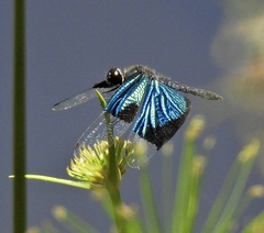 Rhyothemis resplendens