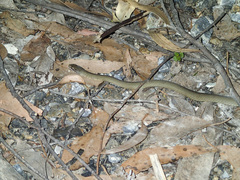 Drysdalia coronoides