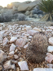 Escobaria alversonii
