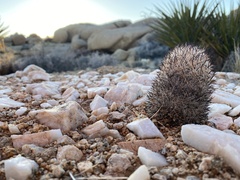 Escobaria alversonii