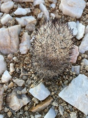 Escobaria alversonii