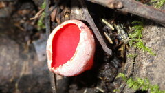 Sarcoscypha coccinea