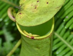 Thomisus nepenthiphilus