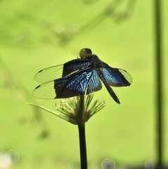 Rhyothemis resplendens