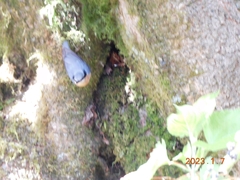 Sitta europaea formosana