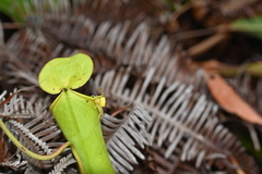 Thomisus nepenthiphilus