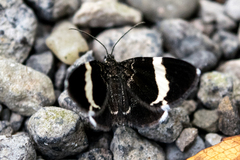 Trichodezia albovittata