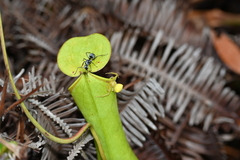 Thomisus nepenthiphilus