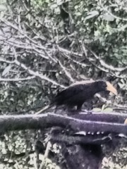 Psarocolius angustifrons