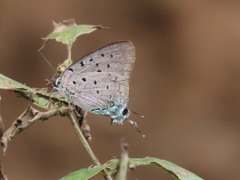 Pseudolycaena marsyas