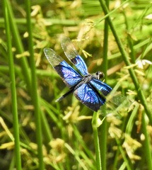 Rhyothemis resplendens