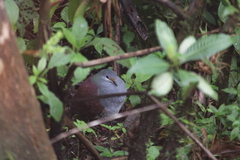Zentrygon costaricensis