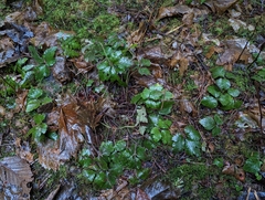 Tiarella trifoliata