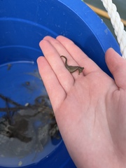 Hippocampus zosterae