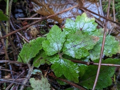 Tiarella trifoliata