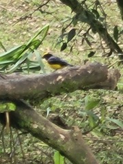Euphonia xanthogaster