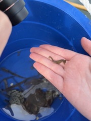 Hippocampus zosterae