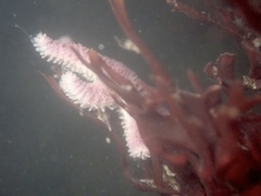 Leptasterias hexactis