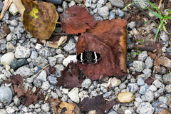 Trichodezia albovittata