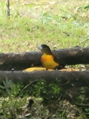 Ramphocelus flammigerus