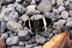 Trichodezia albovittata