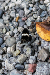 Trichodezia albovittata