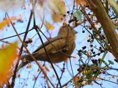 Carpodacus formosanus