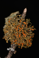 Teloschistes flavicans
