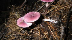 Leucoagaricus roseilividus