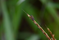 Lipotriches ceratina