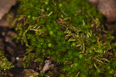 Bartramia pomiformis