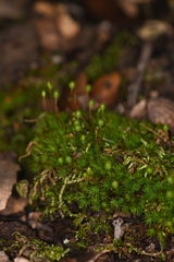 Bartramia pomiformis