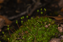 Bartramia pomiformis