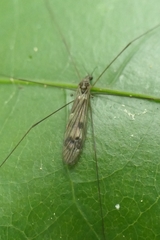 Dicranomyia