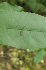 Dicranomyia