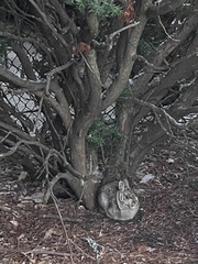 Sylvilagus floridanus