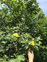 Cordia lutea